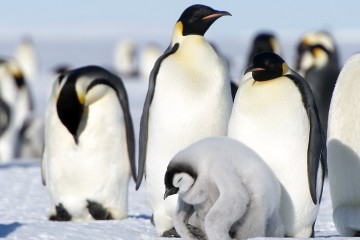 Changement climatique en Antarctique : quel sort attend les animaux ? (étude)